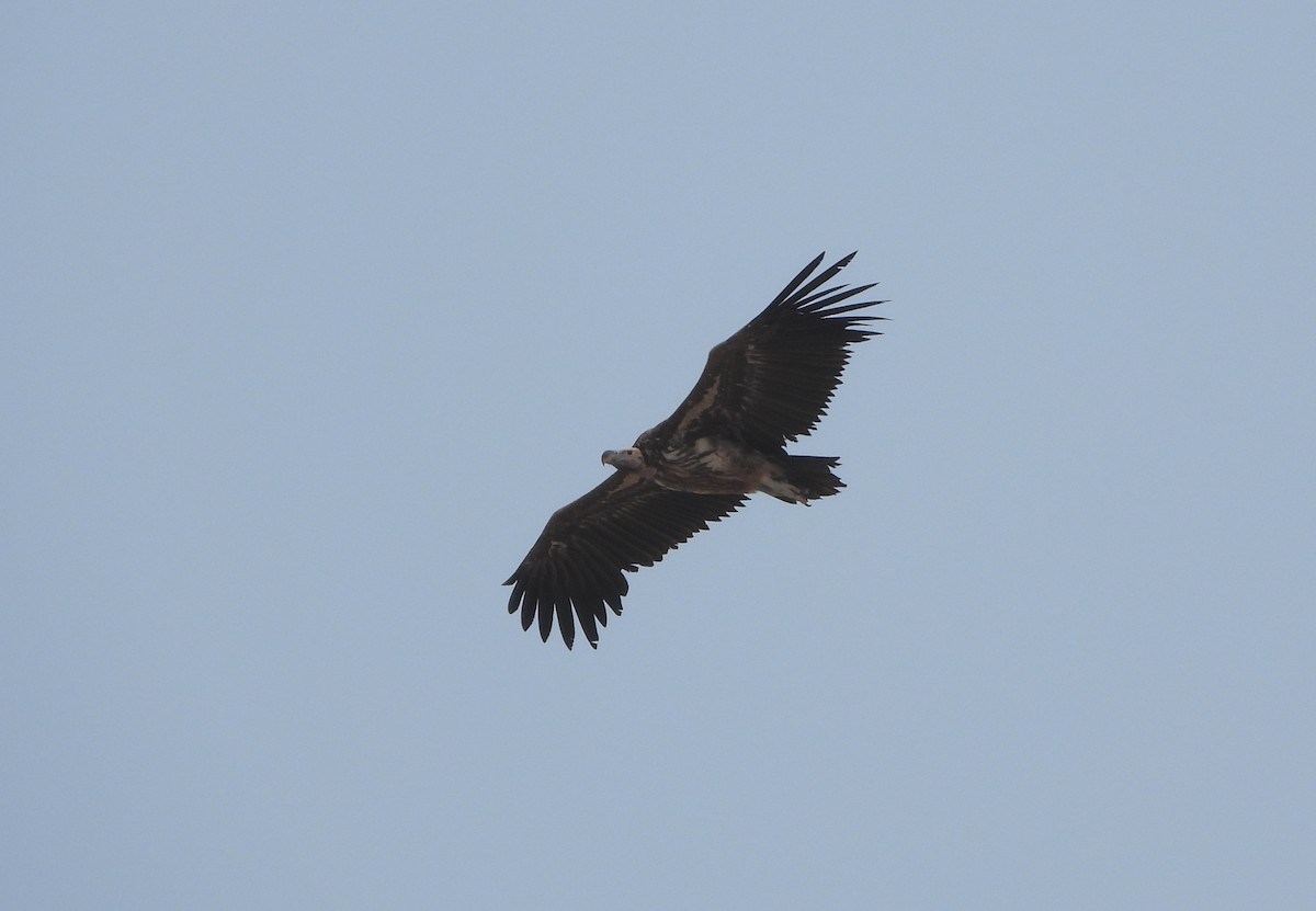 Lappet-faced Vulture - ML500039081