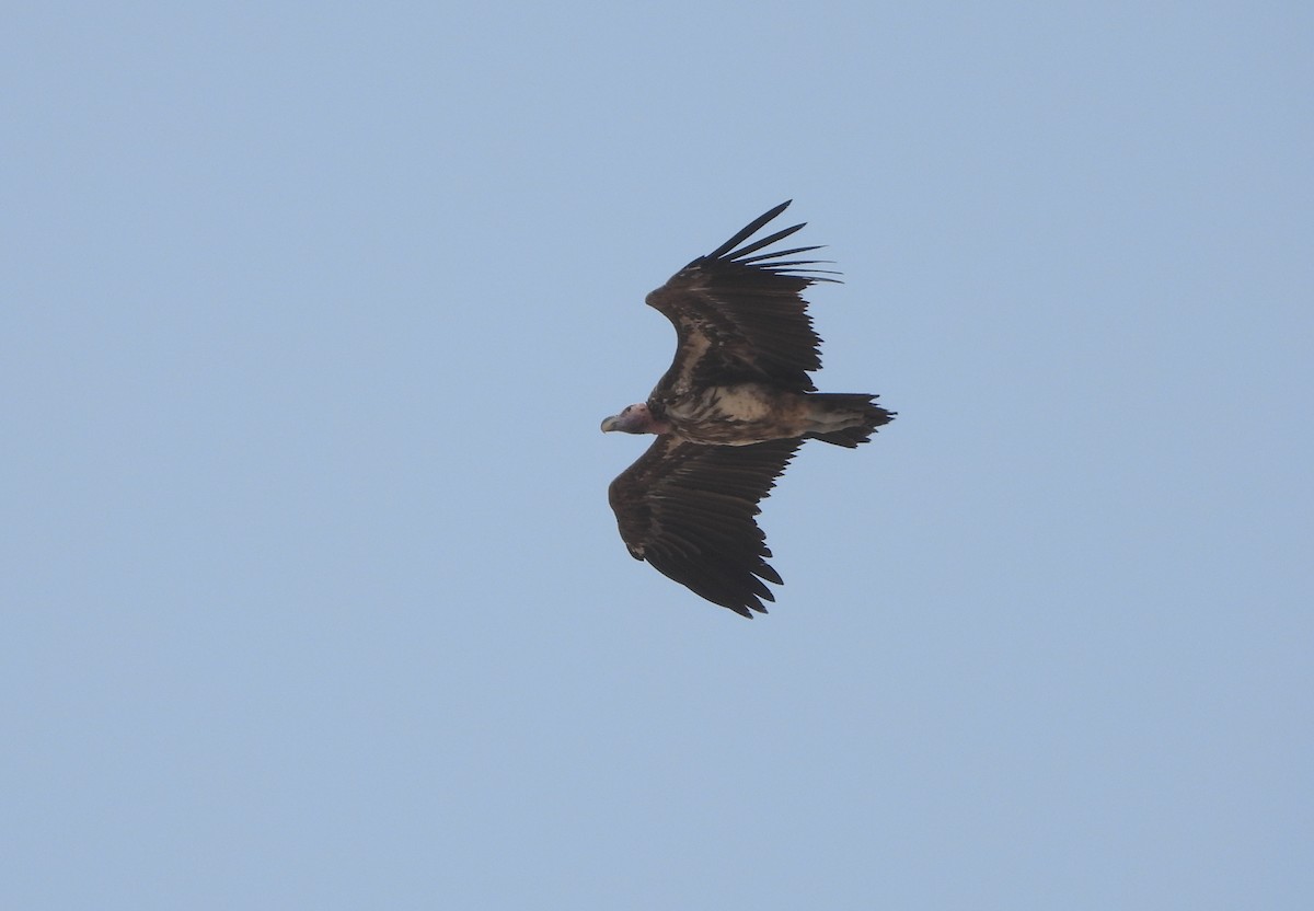 Lappet-faced Vulture - ML500039091