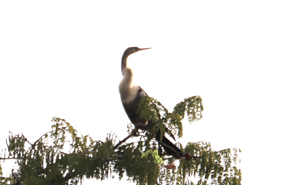 Amerika-Schlangenhalsvogel - ML500040351