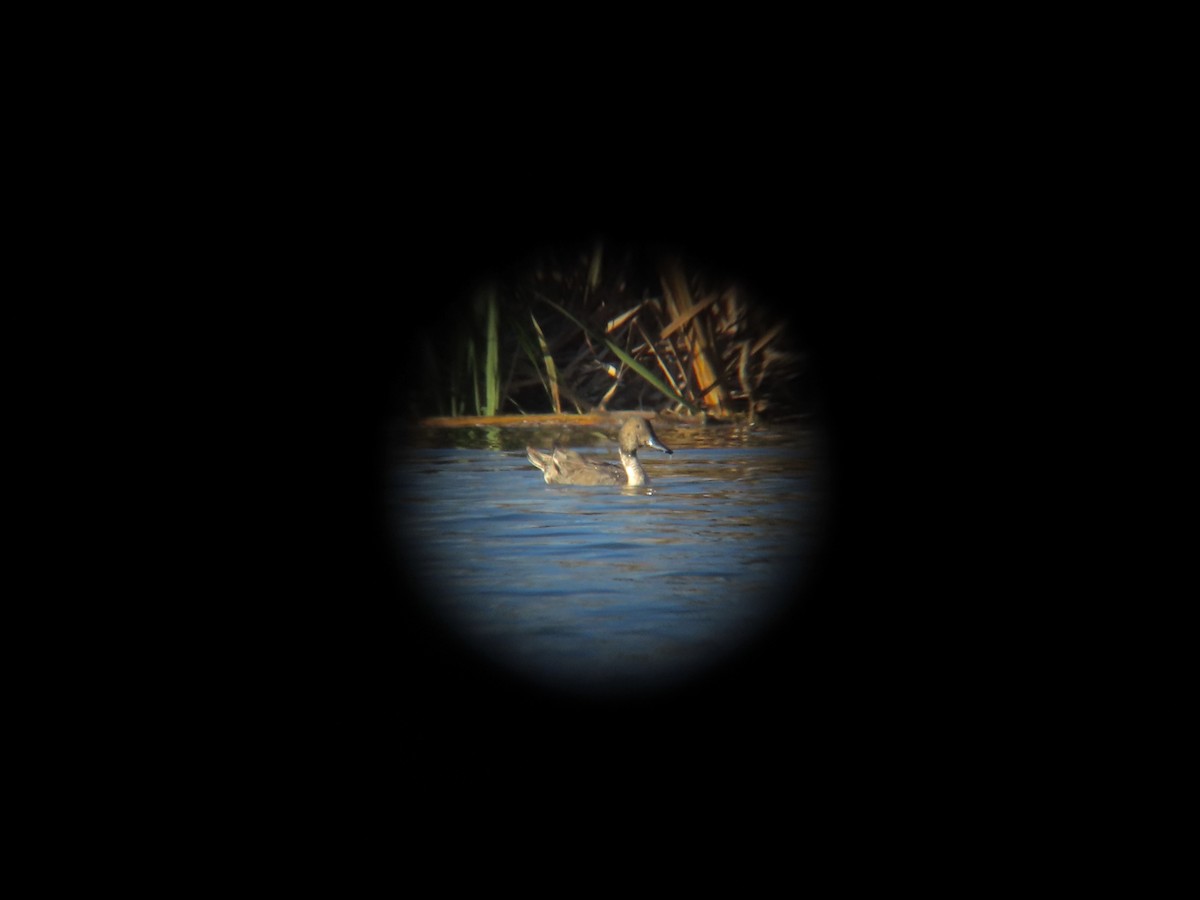 Northern Pintail - ML500040641