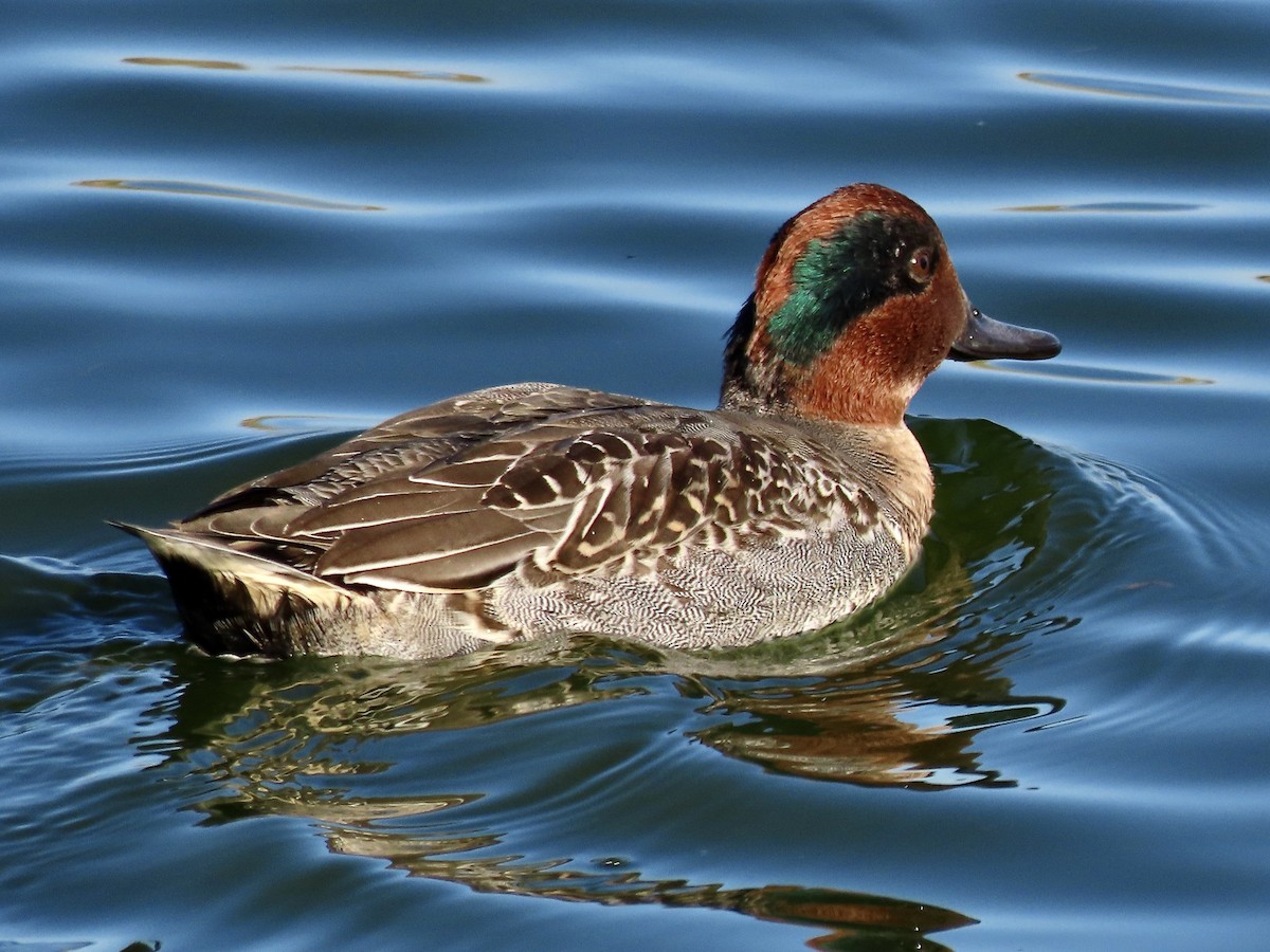 Green-winged Teal - ML500040711