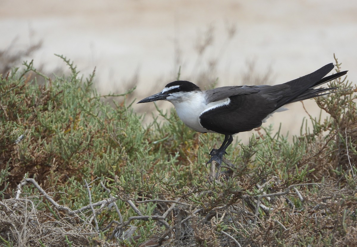 Bridled Tern - ML500041091