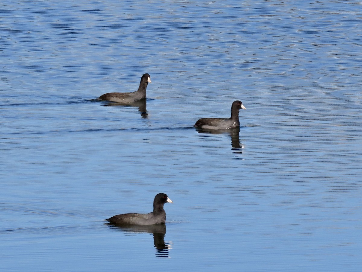 American Coot - ML500041161