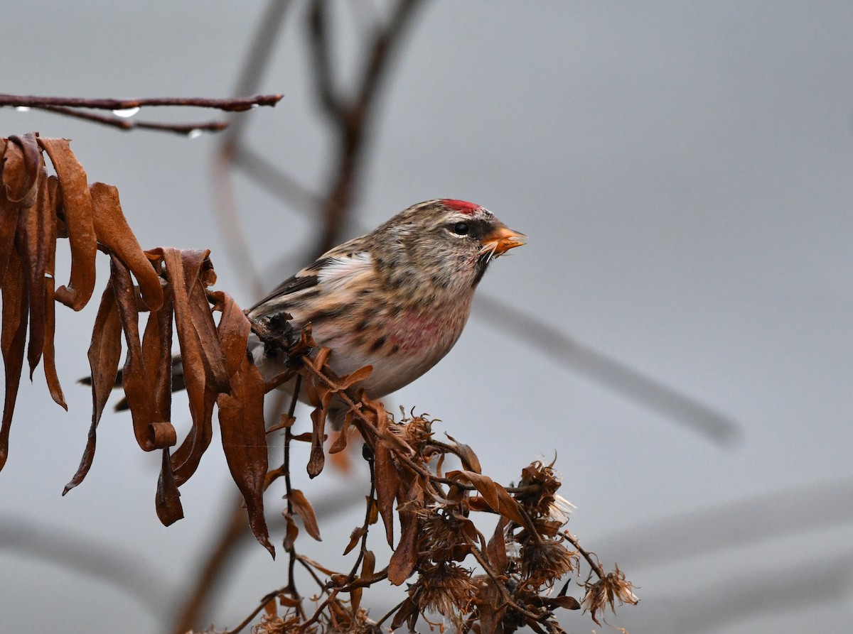 Common Redpoll - Stéphane Barrette