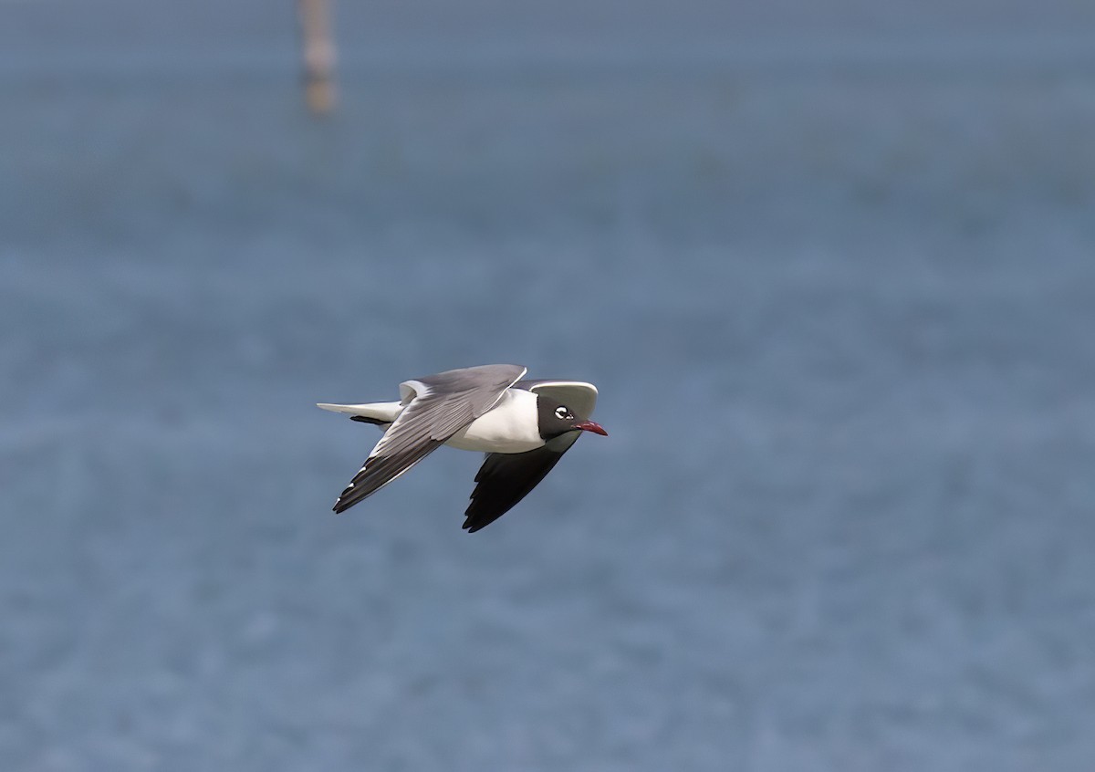 Laughing Gull - Nick Pulcinella