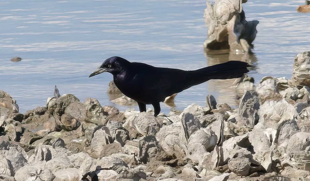 Great-tailed Grackle - Nick Pulcinella