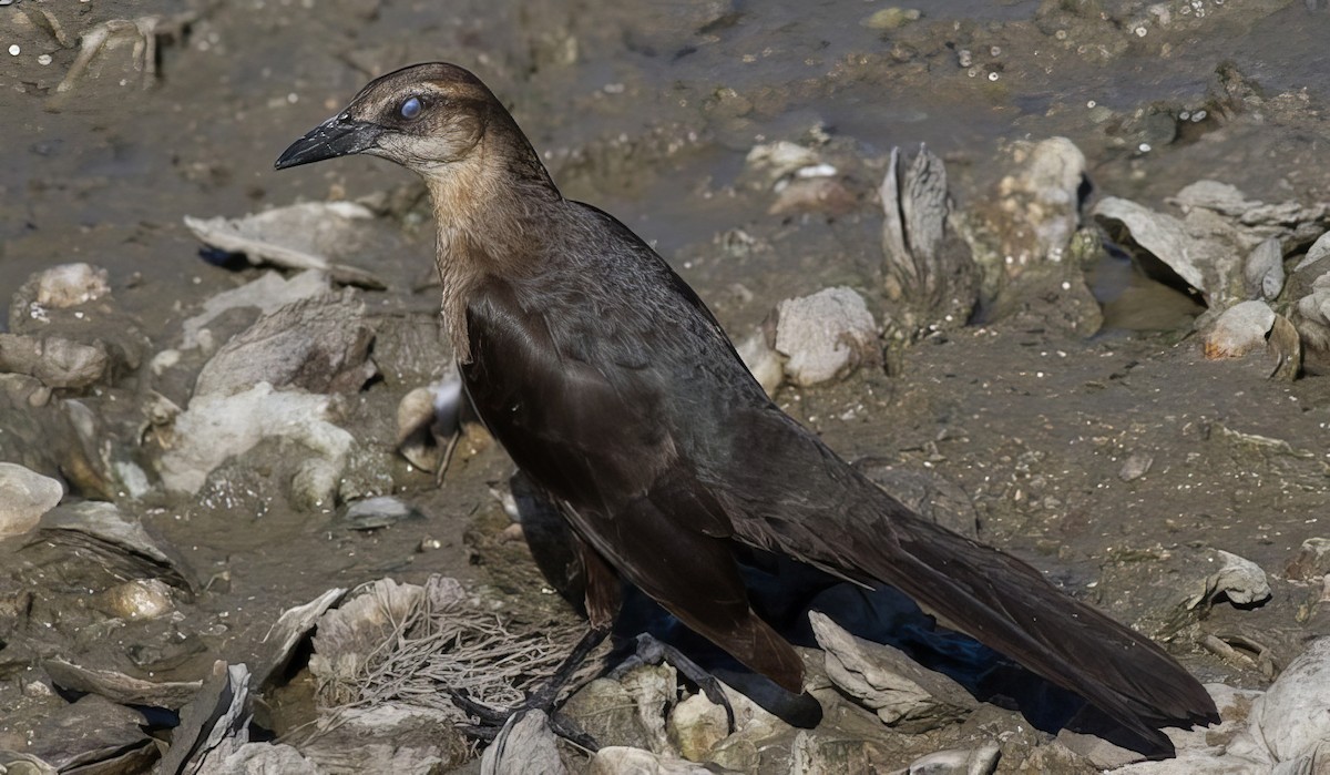 Great-tailed Grackle - ML500043431