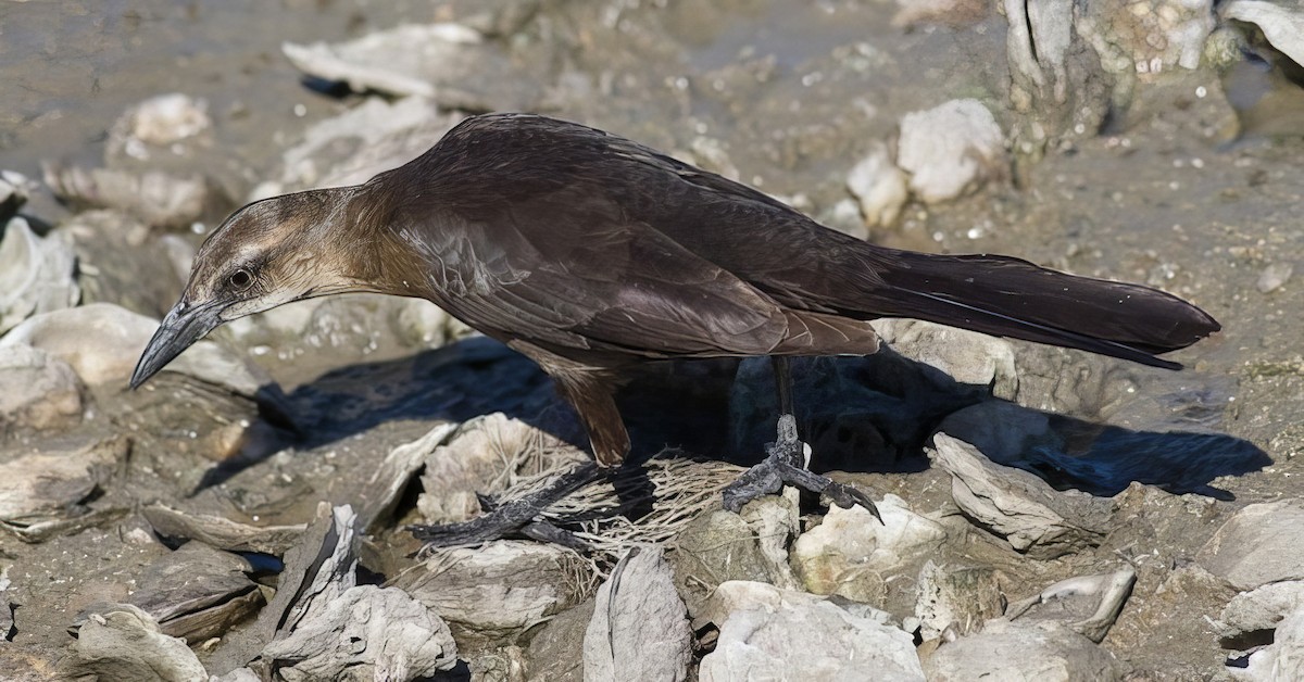 Great-tailed Grackle - ML500043441