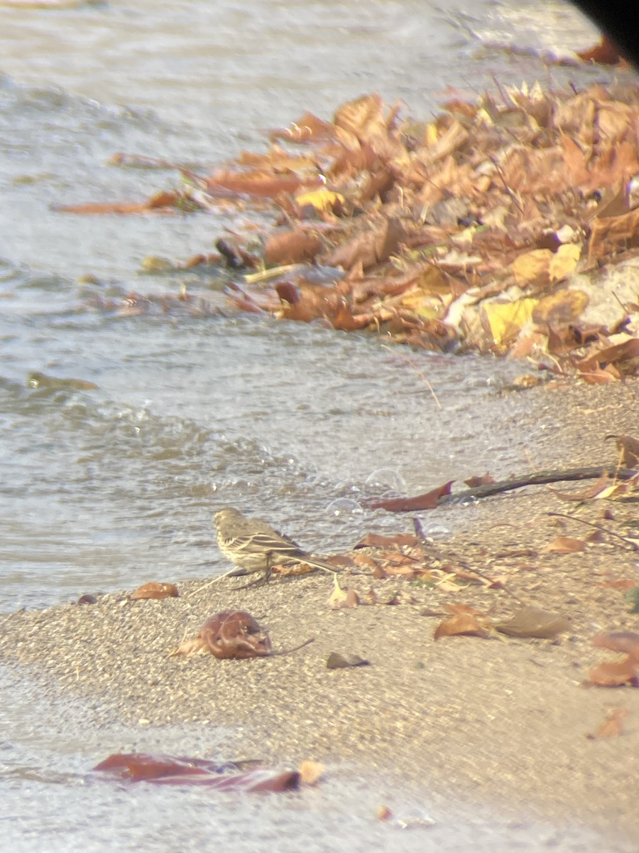 American Pipit - ML500043451