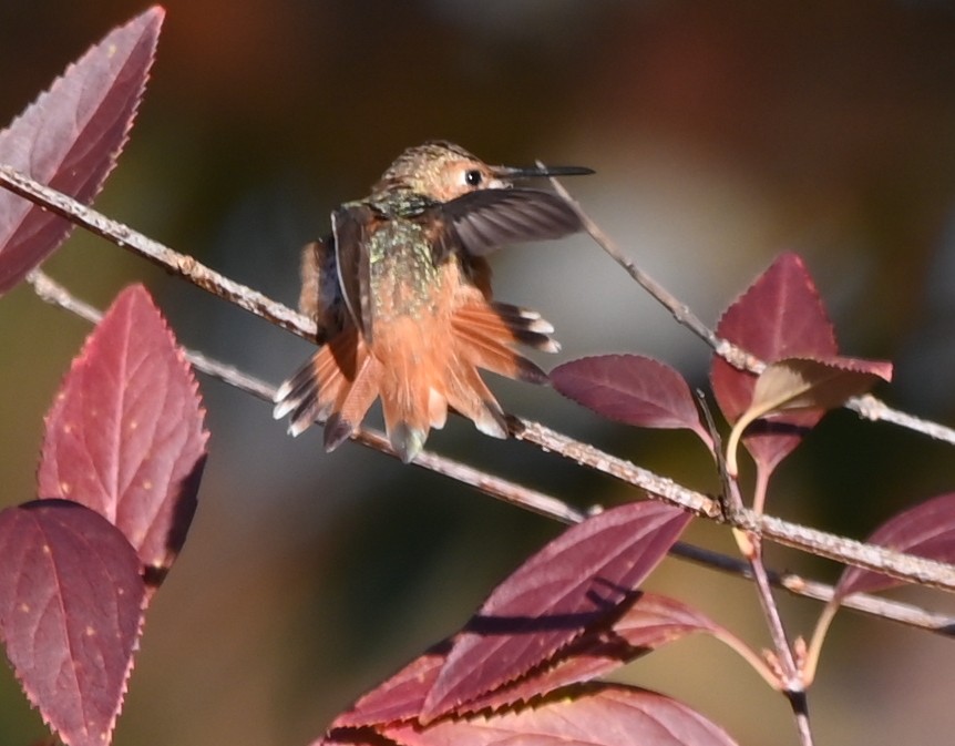 Rufous/Allen's Hummingbird - ML500044231