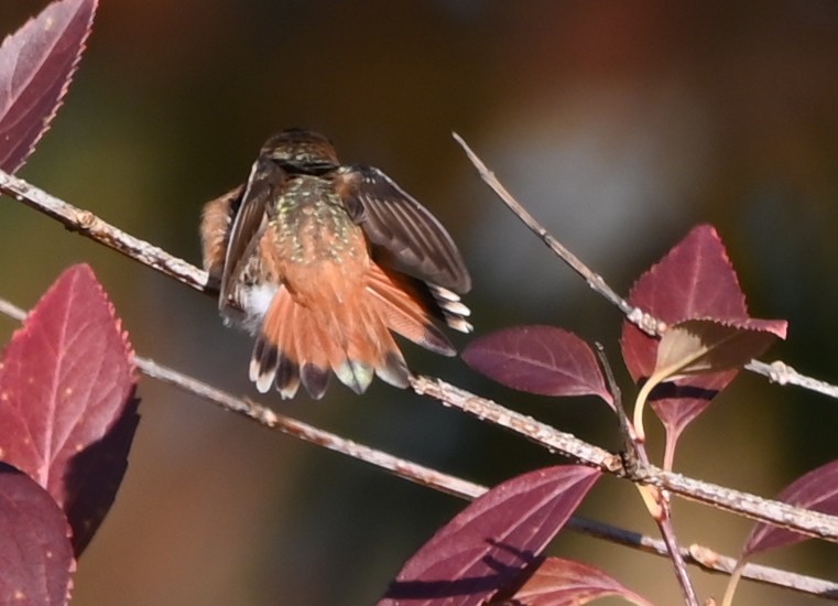 Rufous/Allen's Hummingbird - ML500044241