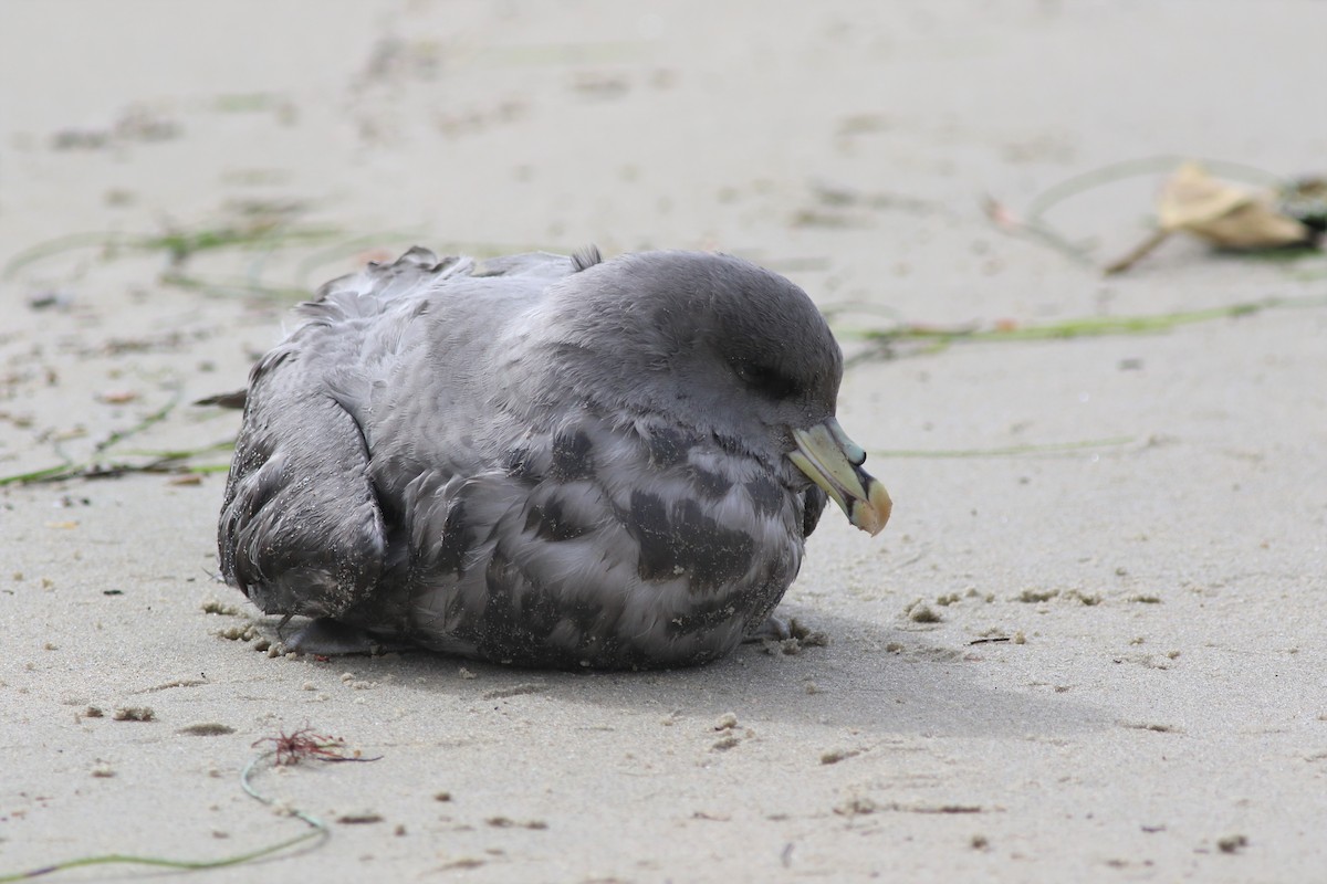 Northern Fulmar - Robert McNab