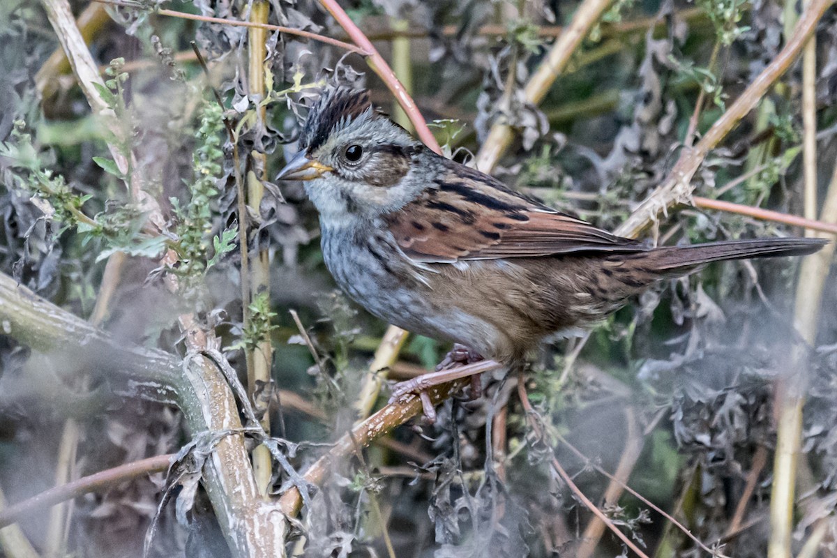 Swamp Sparrow - Gabrielle Harrison