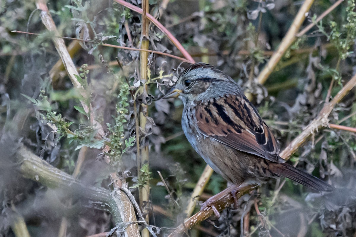 Swamp Sparrow - ML500045441