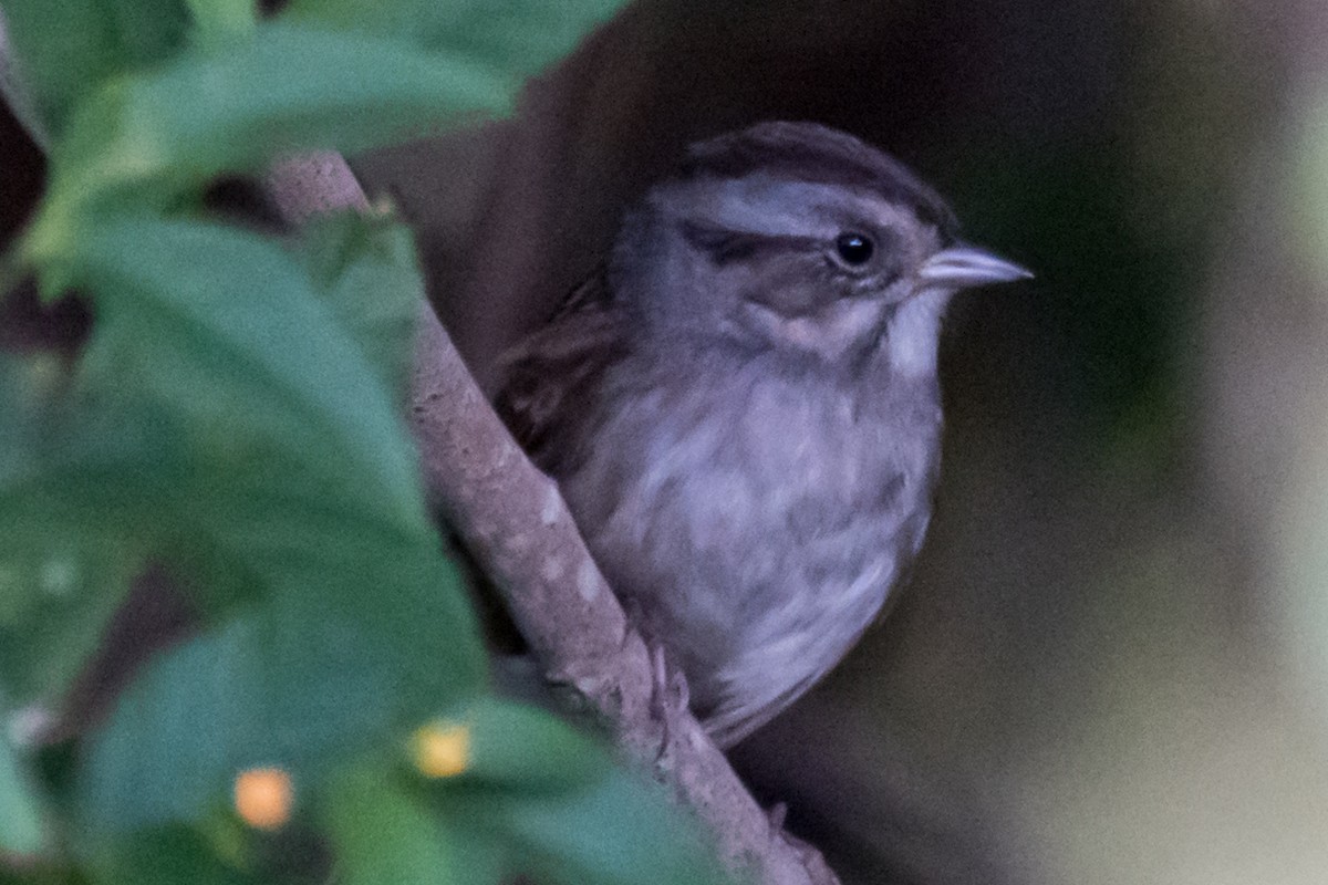 Swamp Sparrow - ML500045461