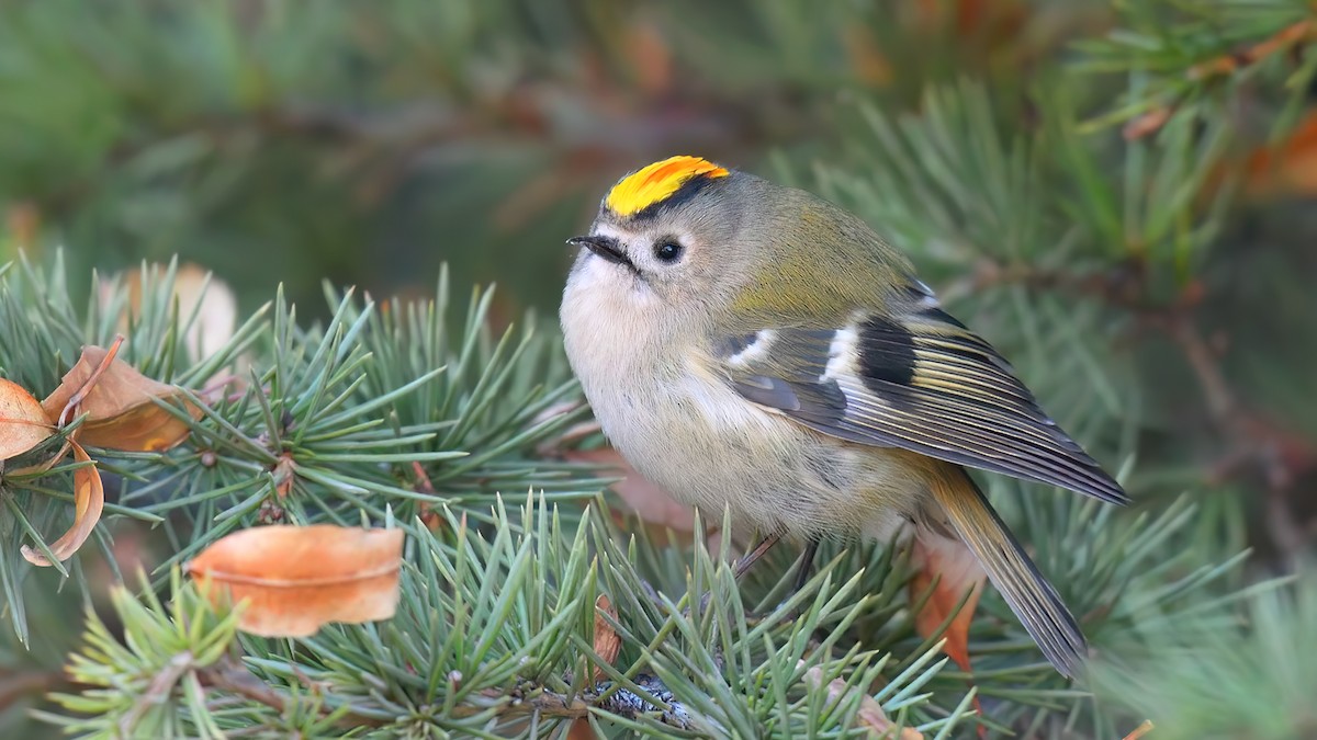 Goldcrest - Kuzey Cem Kulaçoğlu