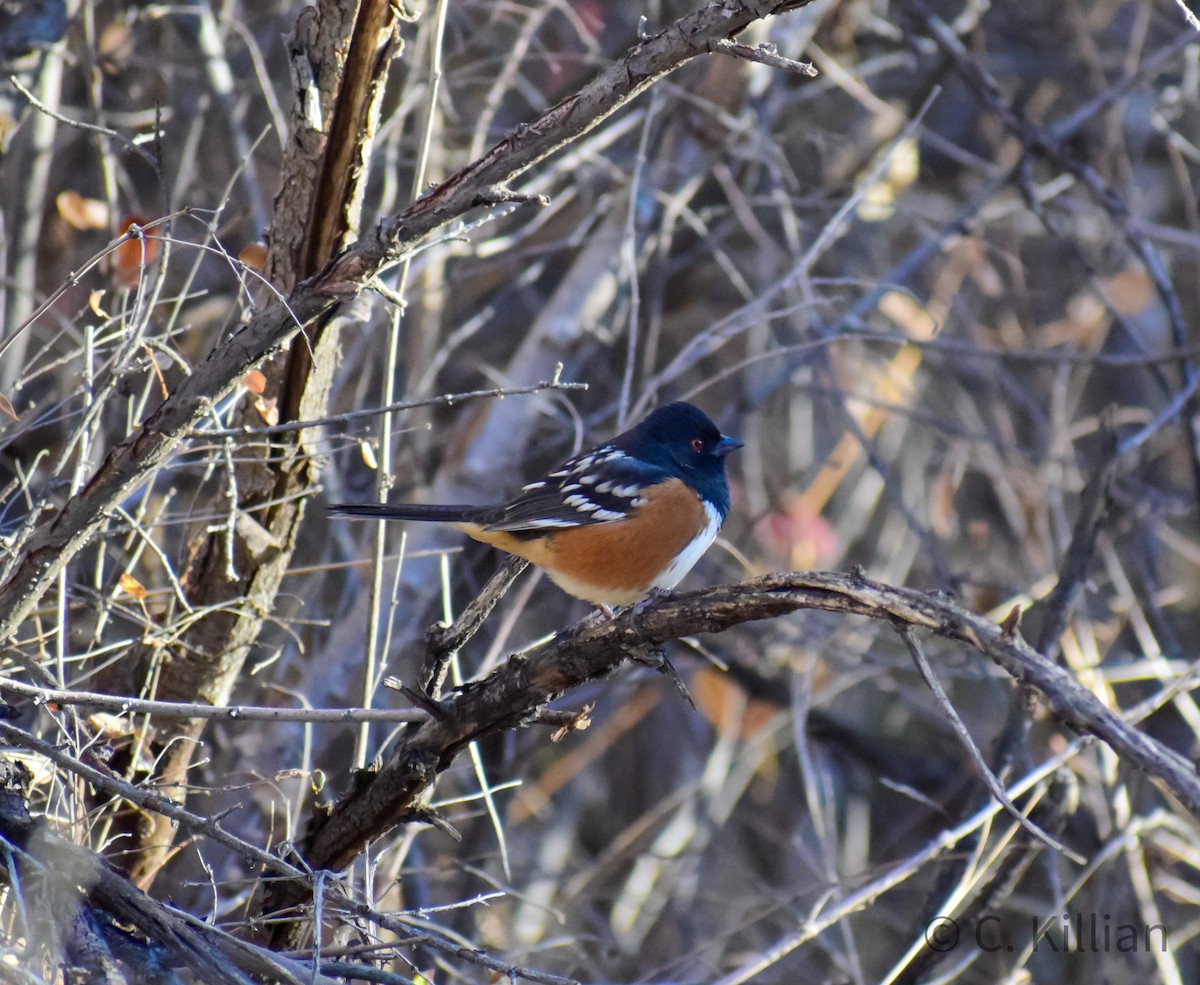 Spotted Towhee - ML500045901