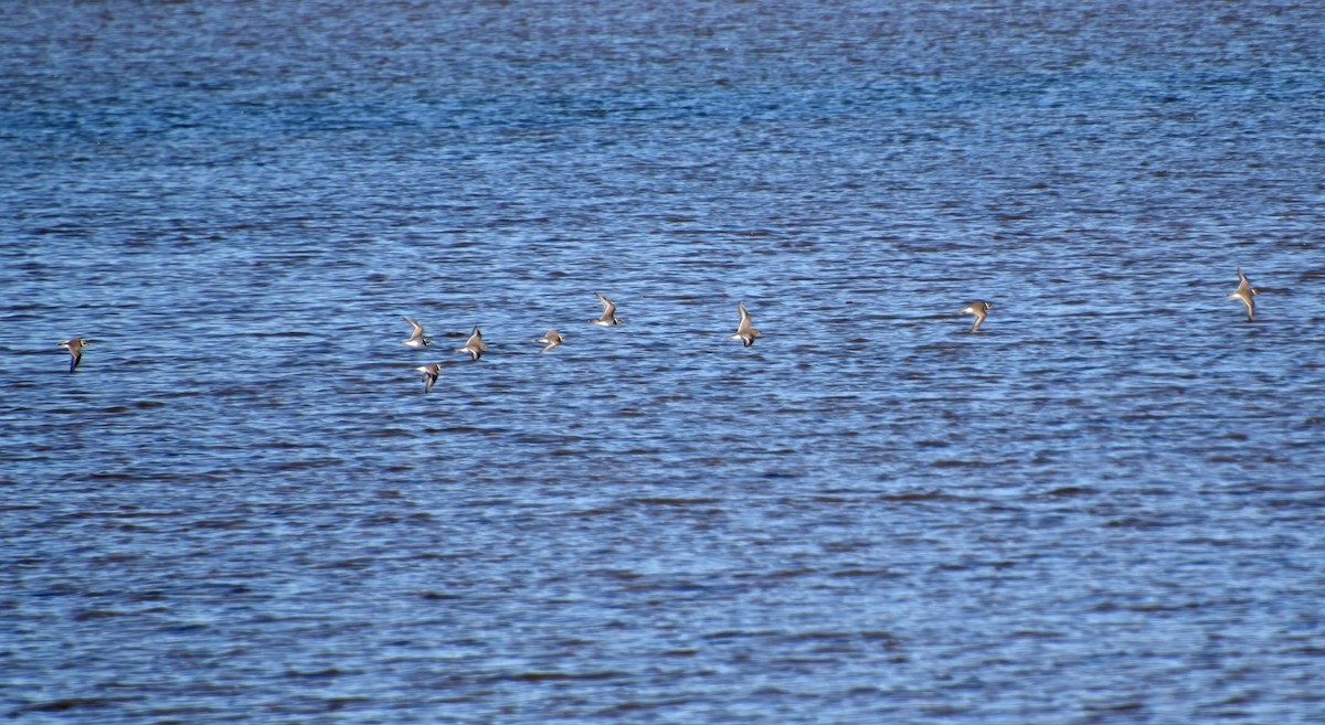 Semipalmated Plover - ML500046171