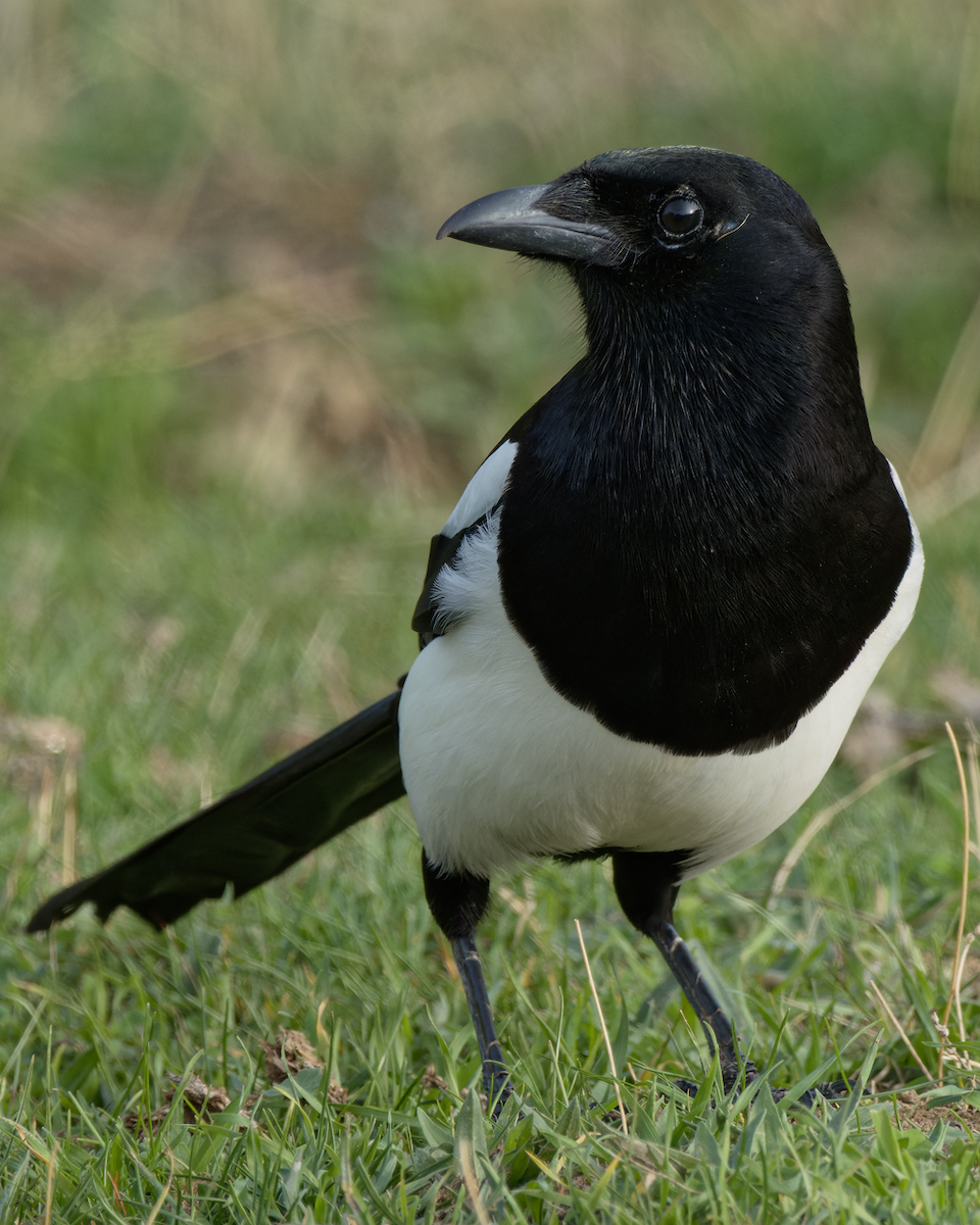 Eurasian Magpie - Juan Parra Caceres