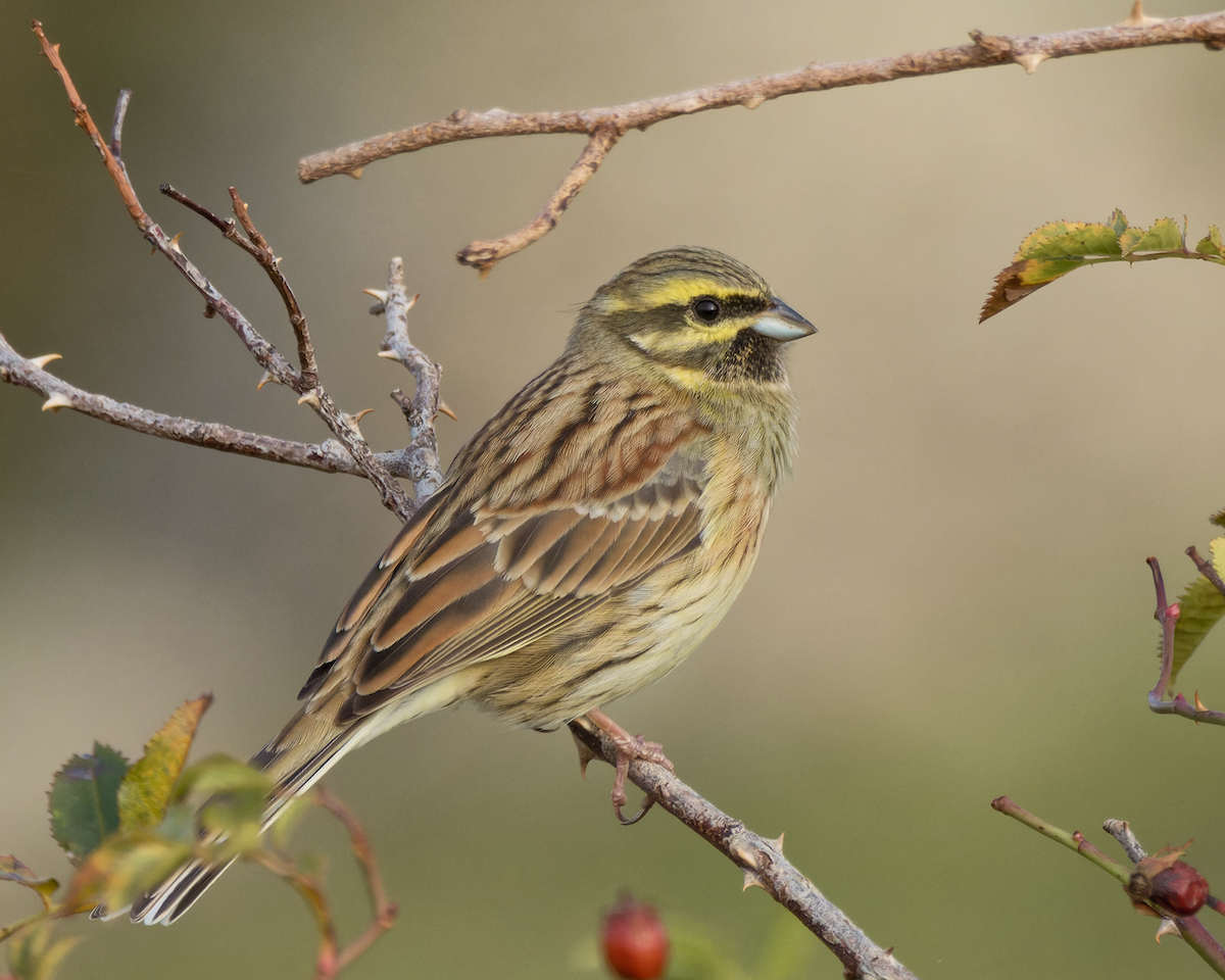 Cirl Bunting - ML500046371