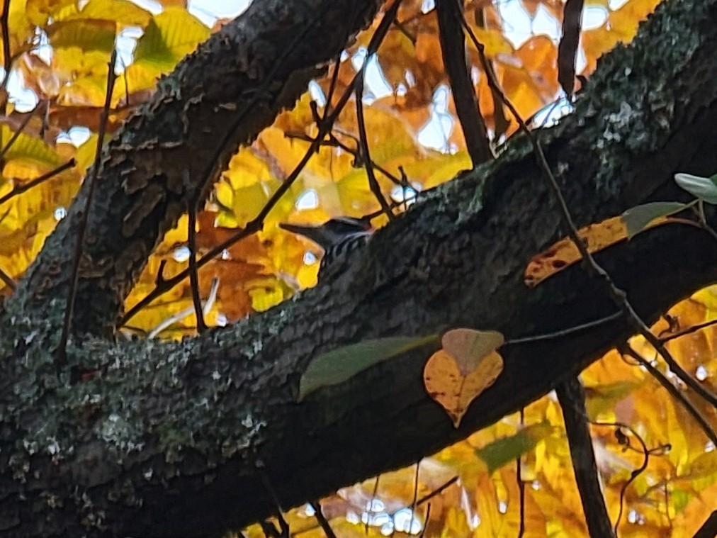 Hairy Woodpecker - Mark DiGiovanni