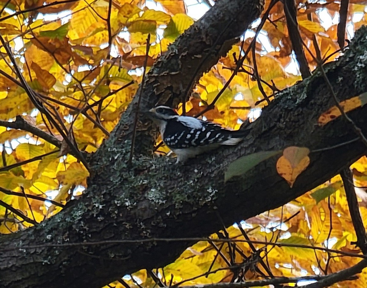 Hairy Woodpecker - ML500046491