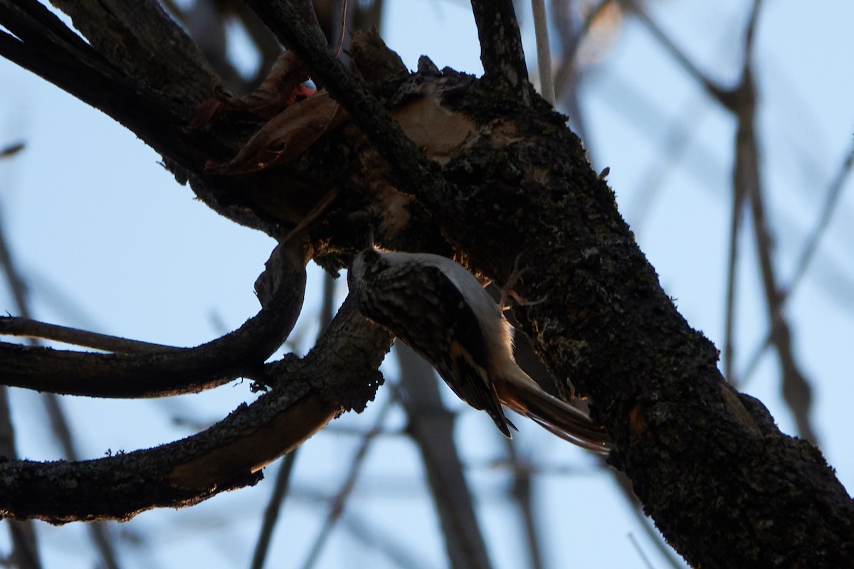 Brown Creeper - ML500047391