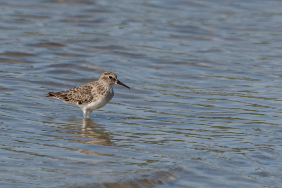 Least Sandpiper - Gabrielle Harrison