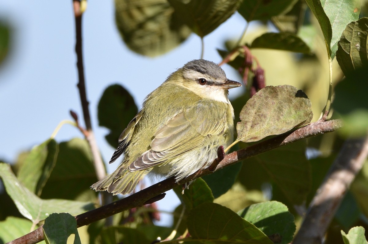 Red-eyed Vireo - ML500048051