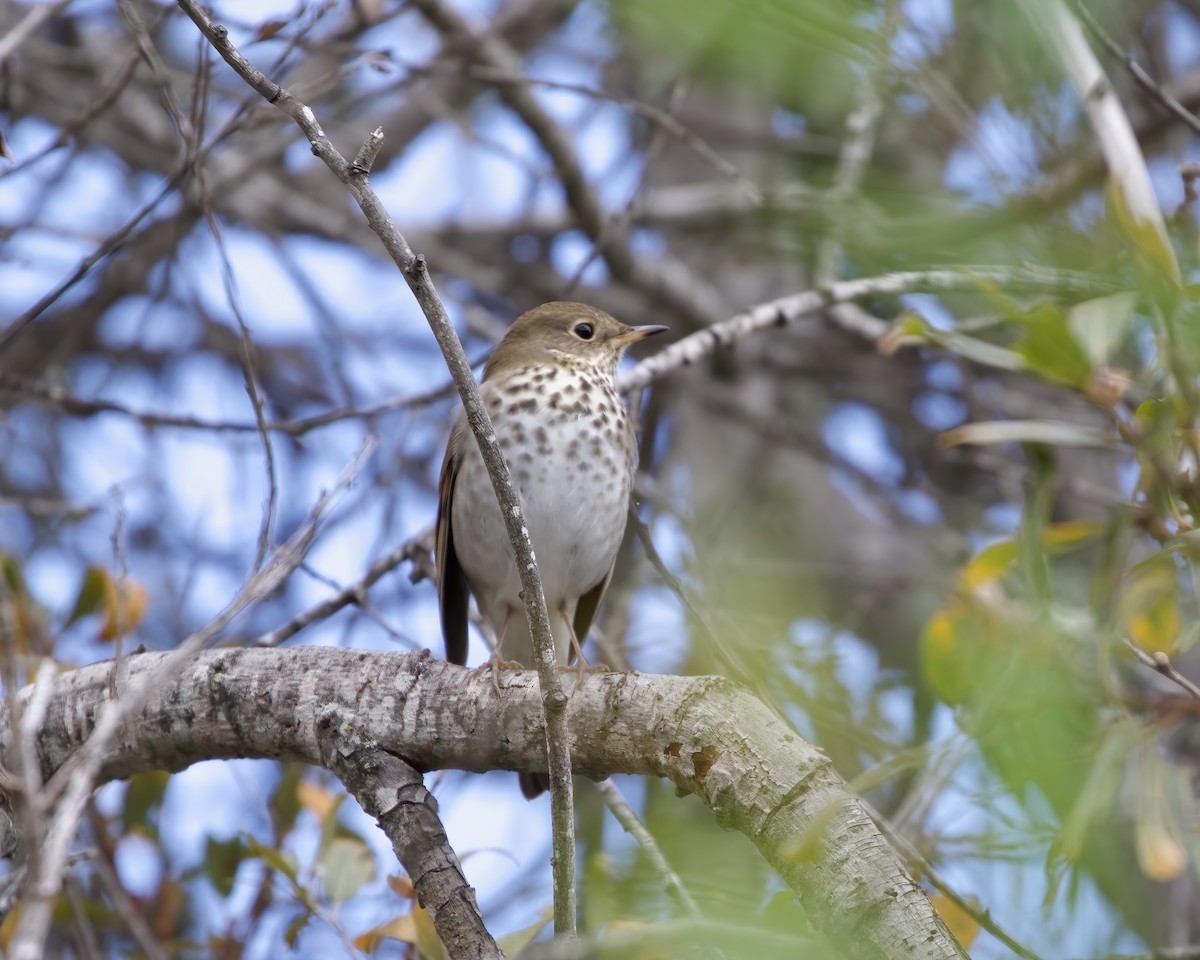 Hermit Thrush - ML500048631