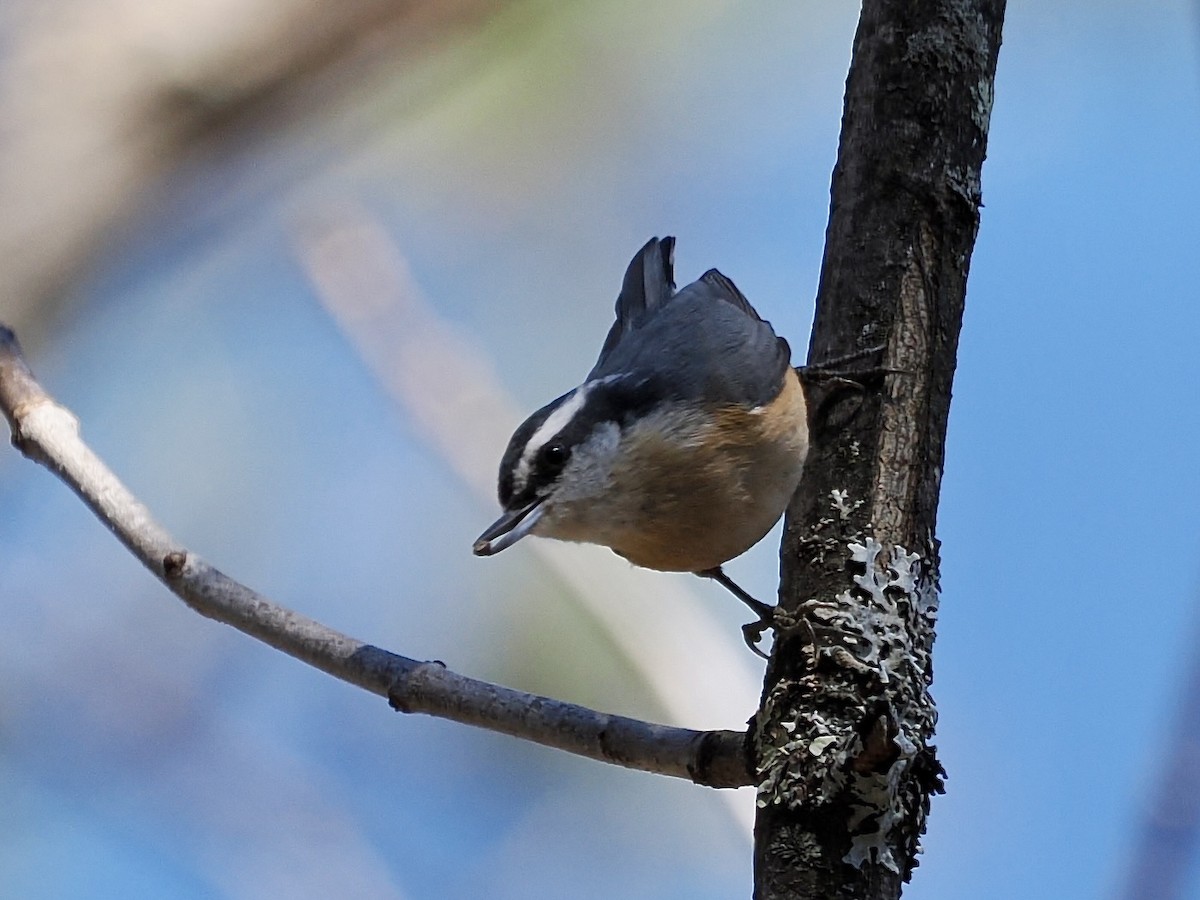 Red-breasted Nuthatch - ML500048661