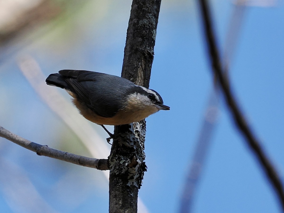 Red-breasted Nuthatch - ML500048671