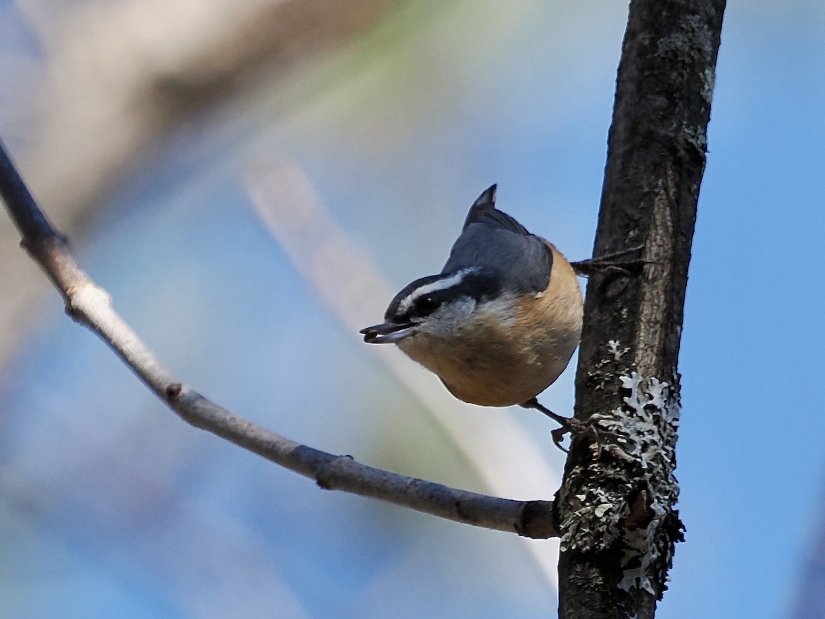 Red-breasted Nuthatch - David McCartt