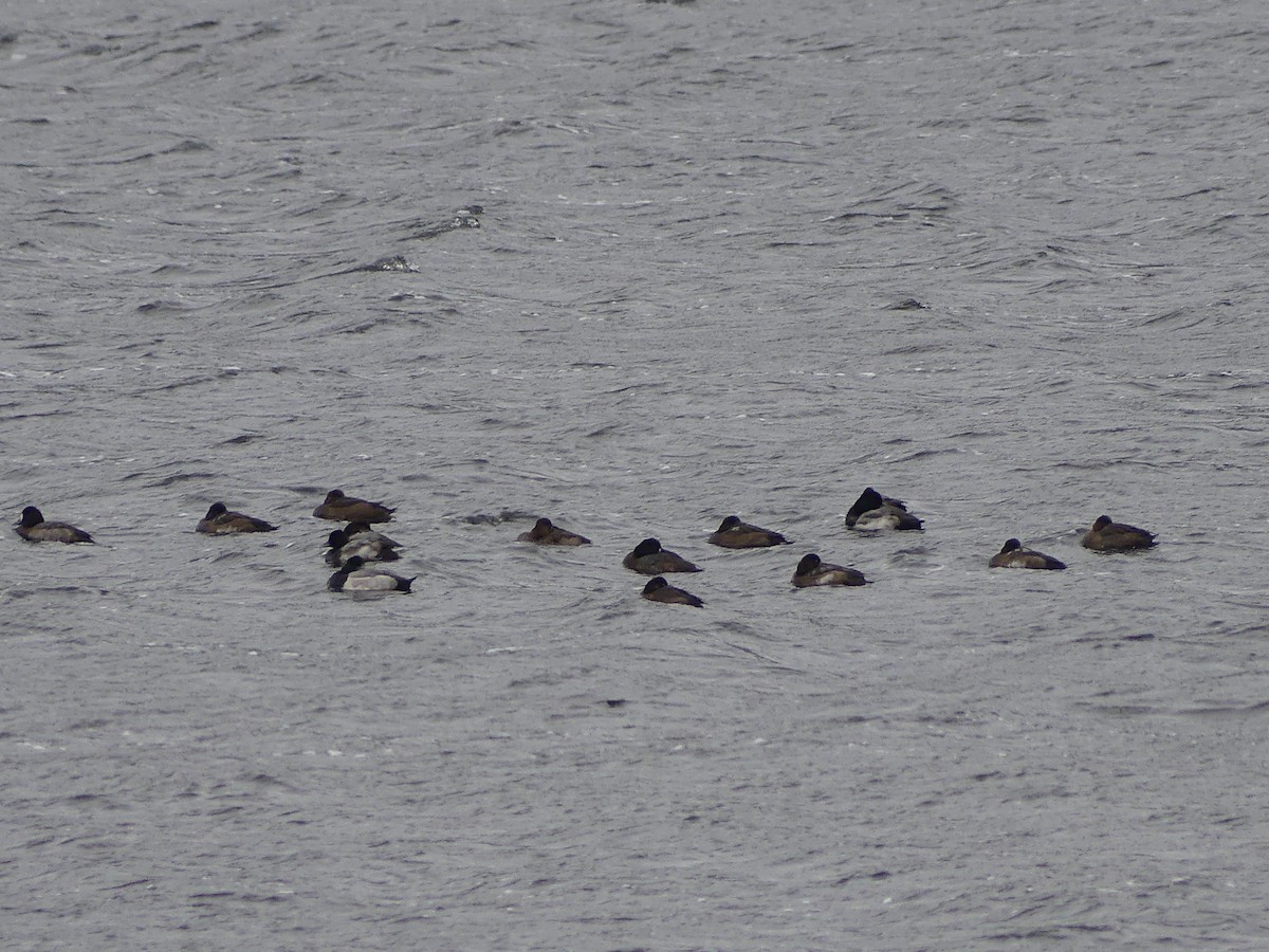Greater Scaup - ML500049611