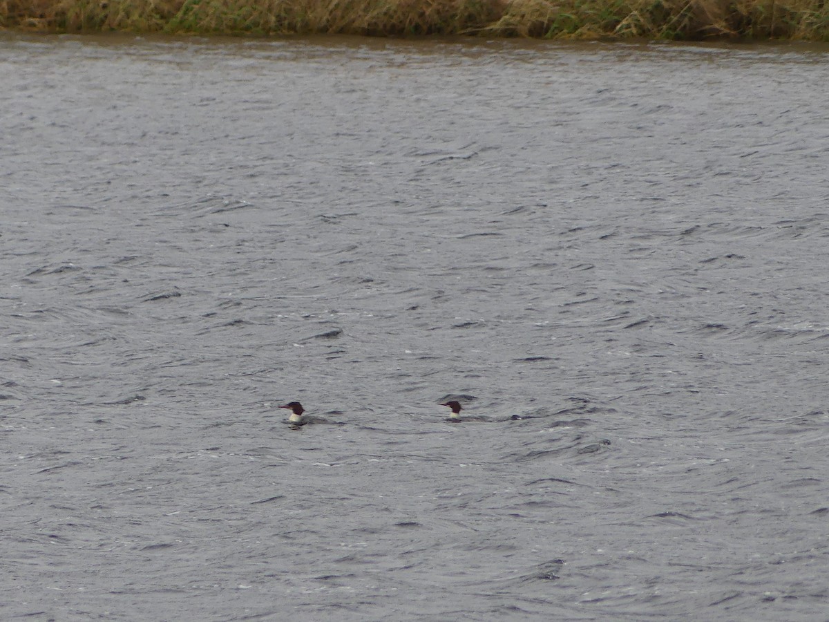 Common Merganser - ML500049711