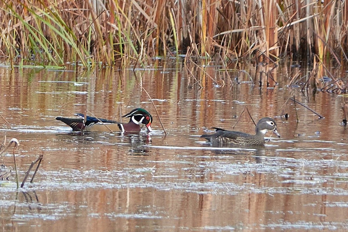 Canard branchu - ML500050051