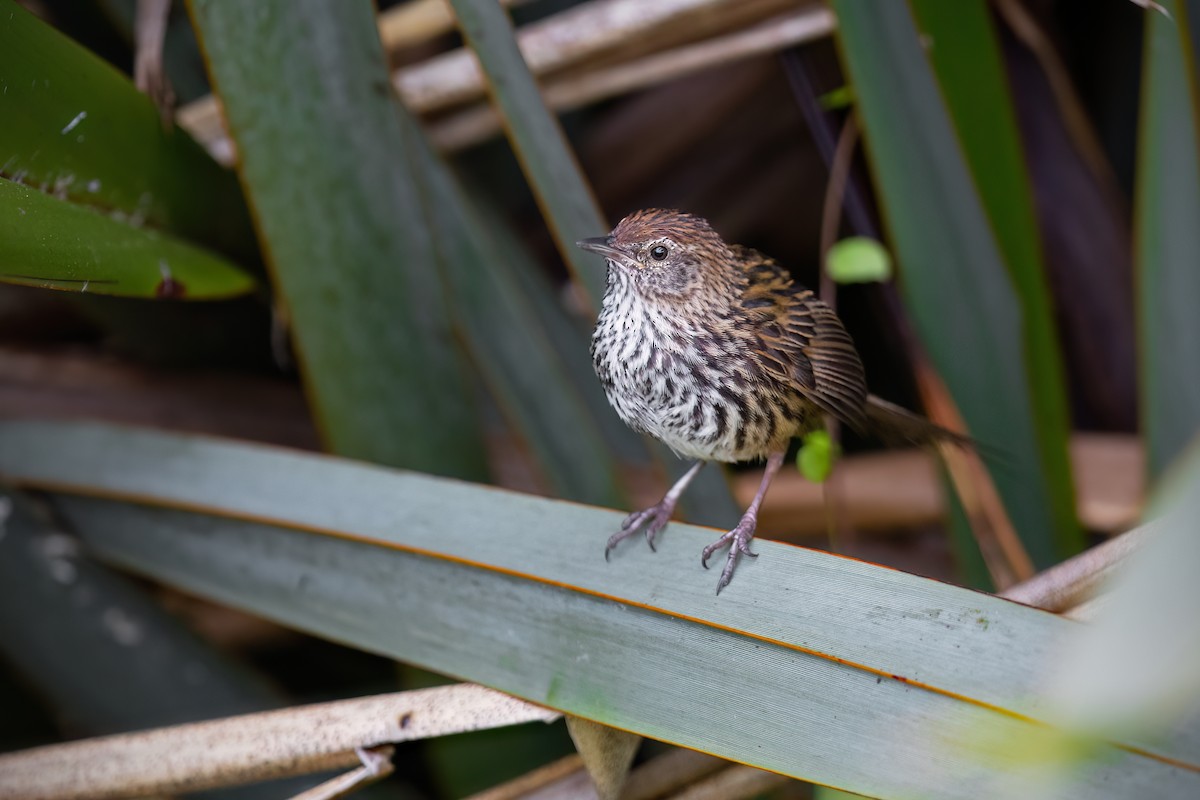 New Zealand Fernbird - JJ Harrison