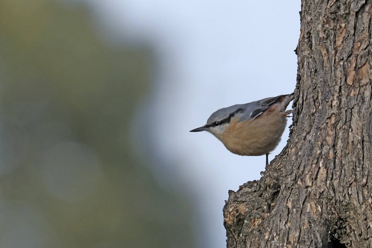 Eurasian Nuthatch - ML500052611