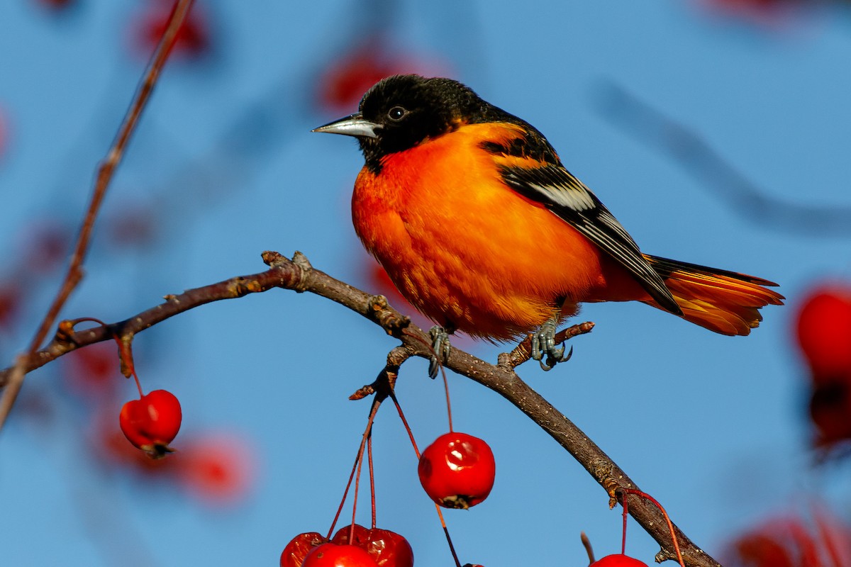 Baltimore Oriole - Laval Roy