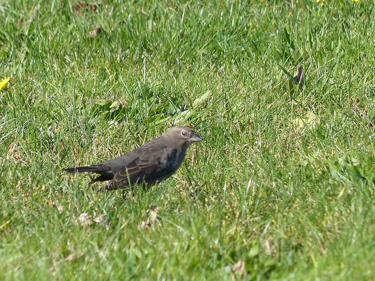 Brown-headed Cowbird - ML500054441