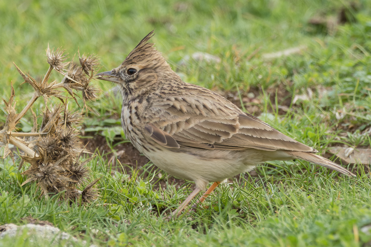 Thekla's Lark - ML500055321