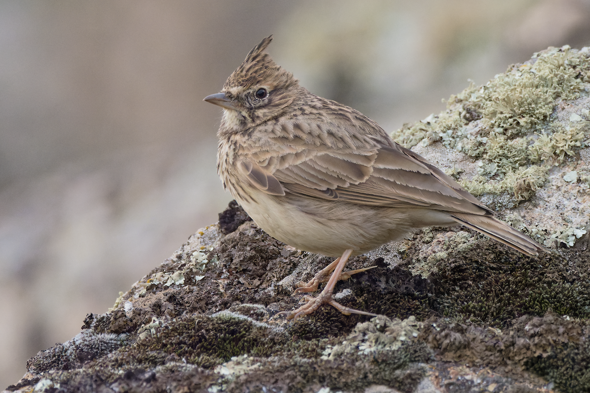 Thekla's Lark - ML500055331