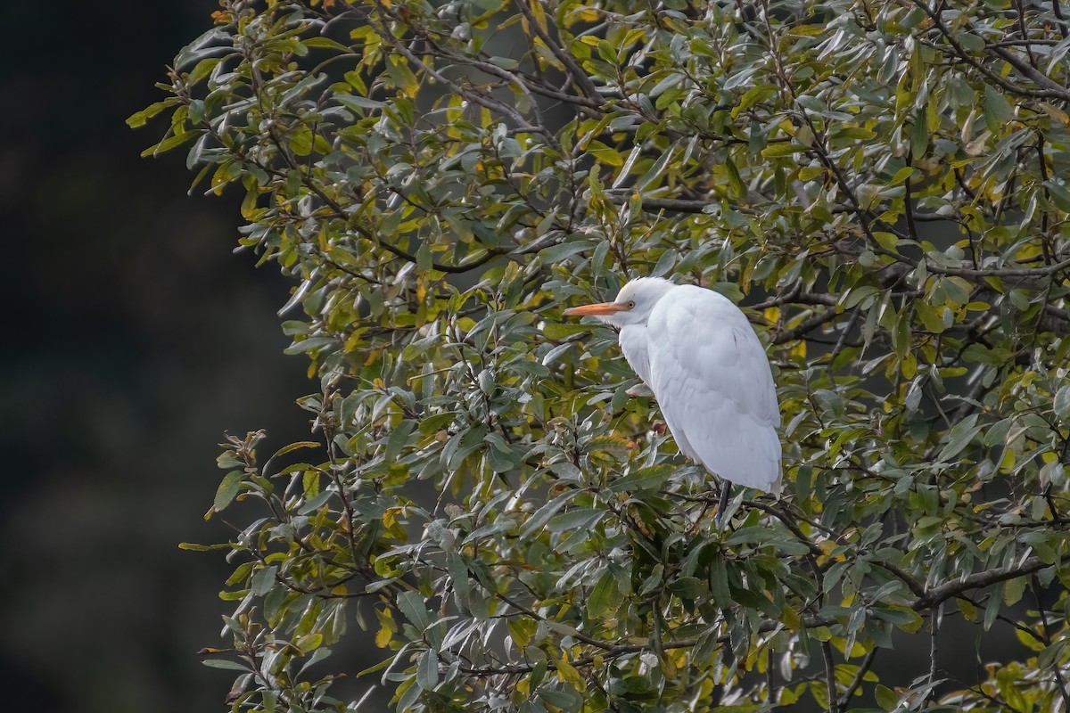 Western Cattle Egret - Ana Amaral