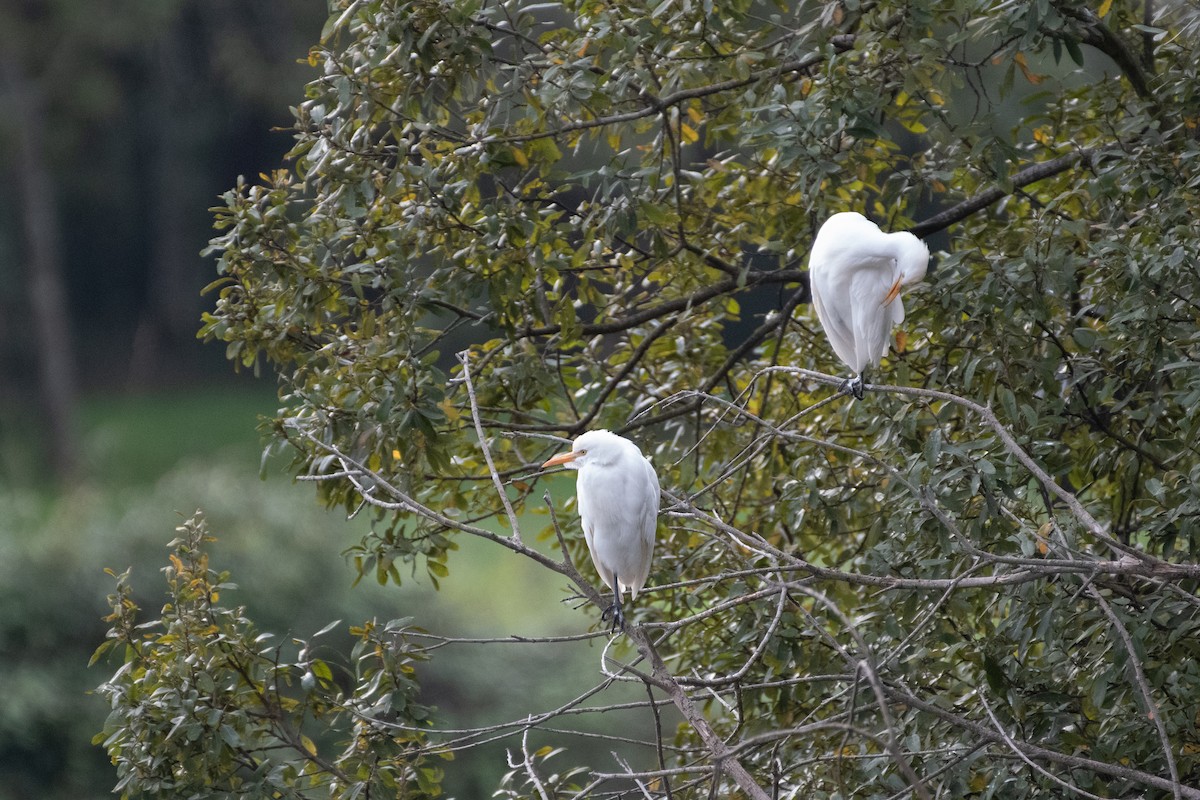 Western Cattle Egret - ML500056771