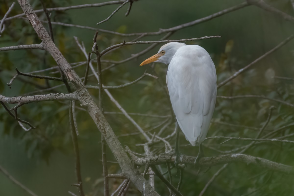 Western Cattle Egret - ML500057071