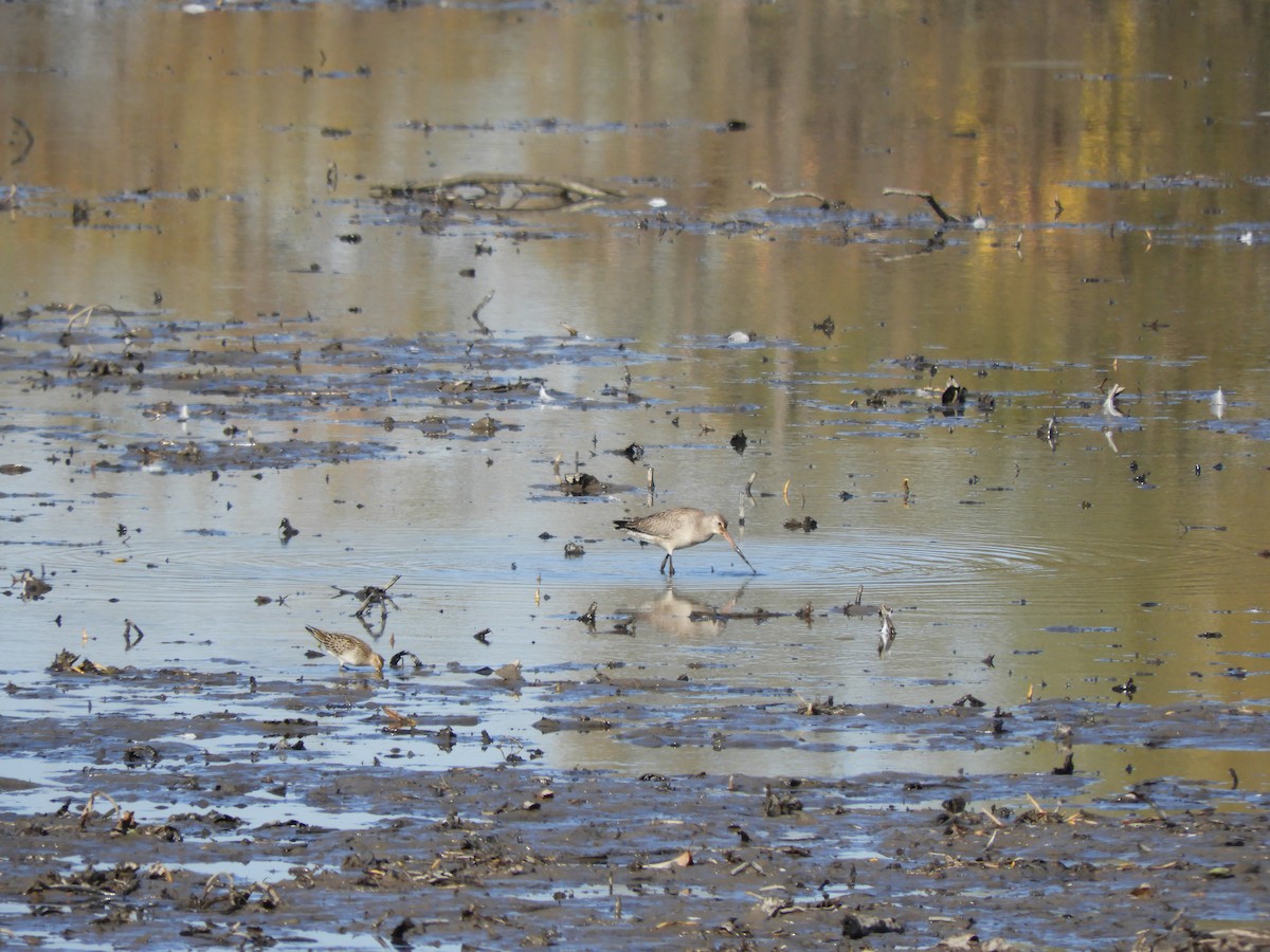 Hudsonian Godwit - Janet Wenckstern