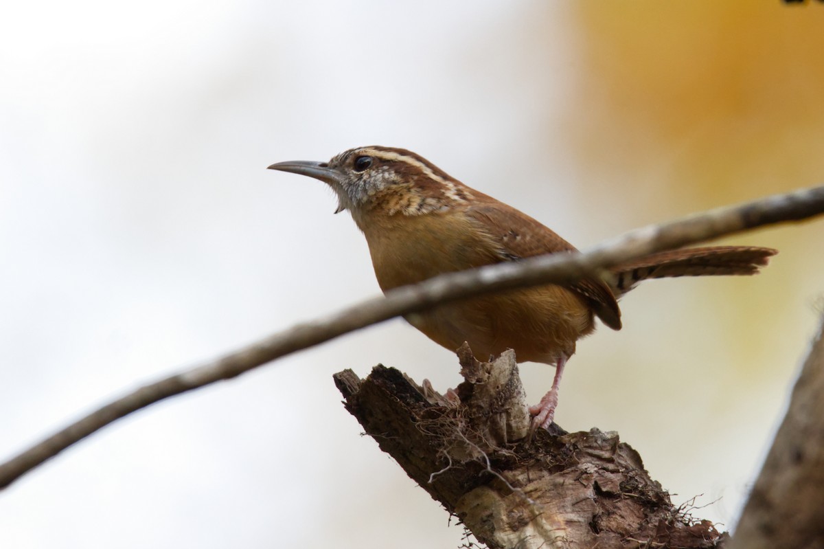 Carolina Wren - ML500058401