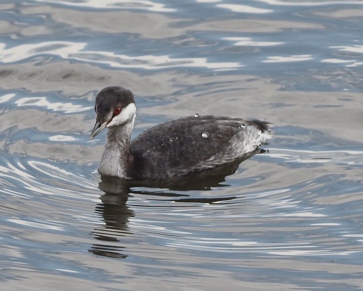 Horned Grebe - ML500058601