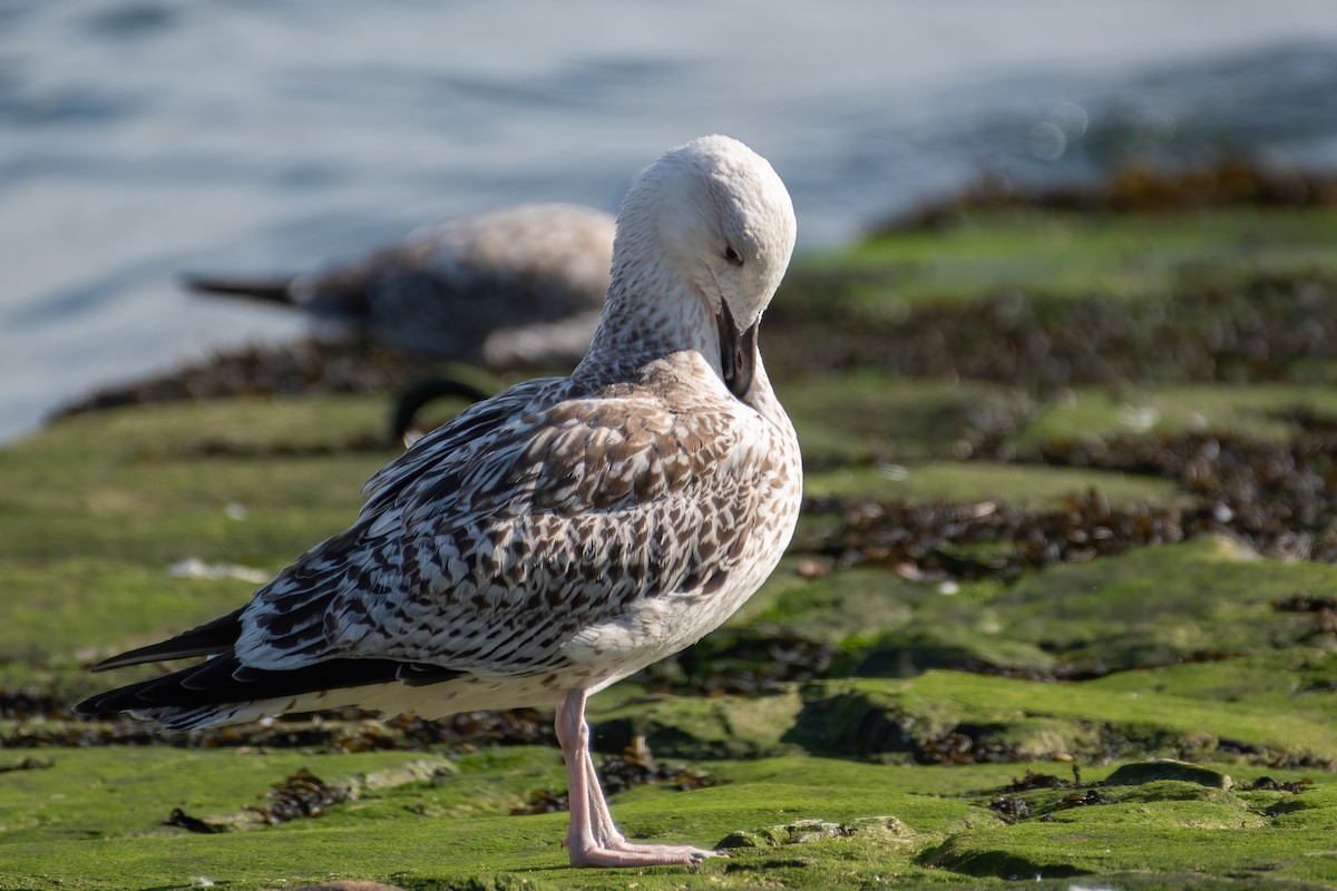 Great Black-backed Gull - ML500058991