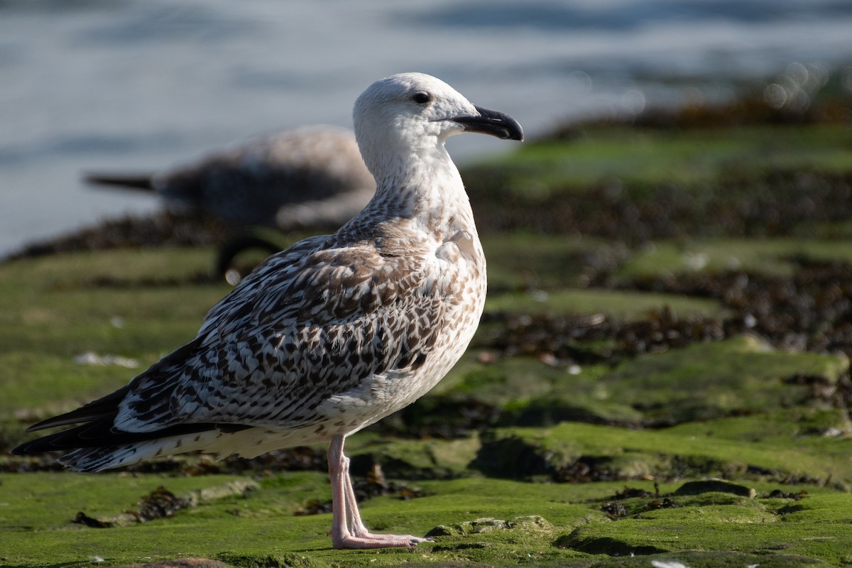 Great Black-backed Gull - ML500059001